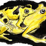 Rospo dorato di panama, Atelpus zetekidrawing (by f.andreone) 